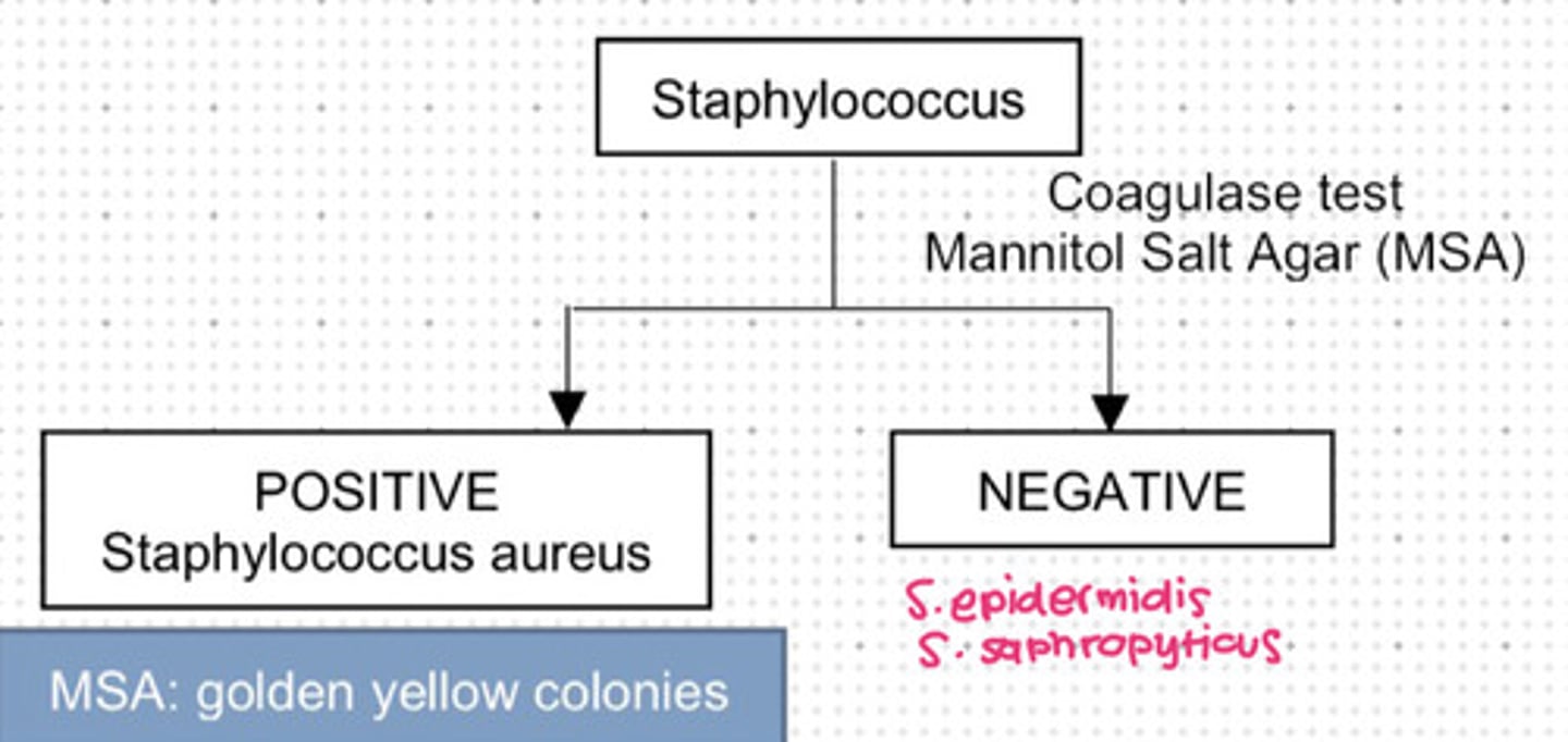 <p>e. b and c</p><p>Staphylococcus epidermis</p><p>Staphylococcus saphropyticus</p>