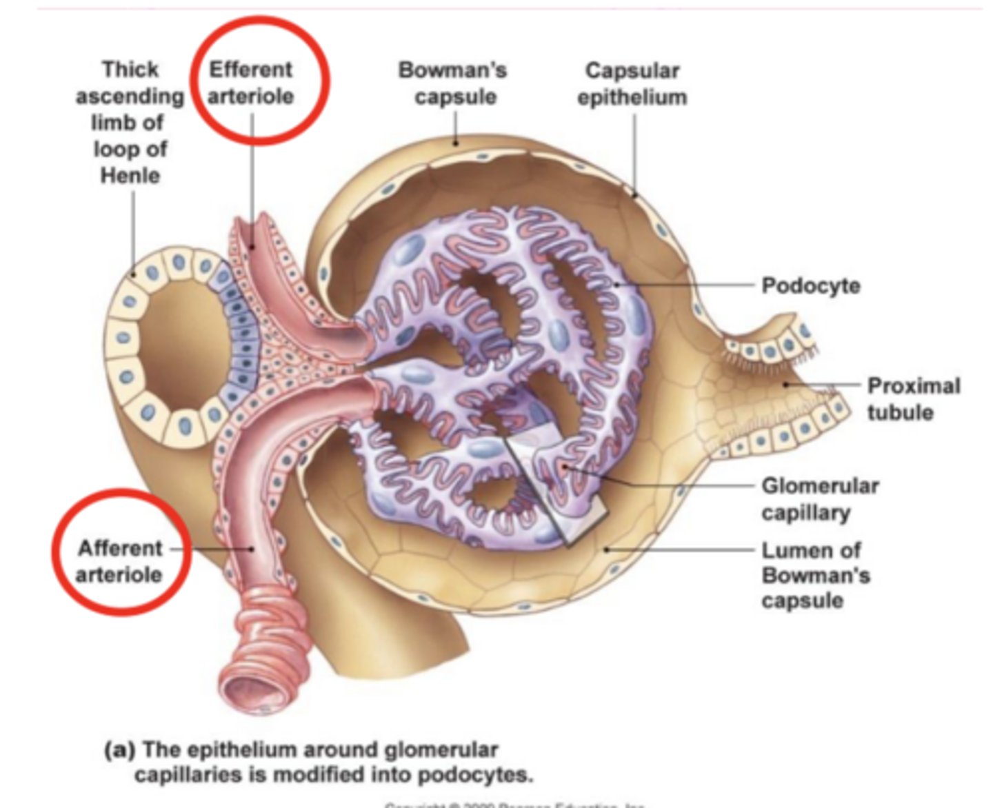 <p>how does blood enter and leave the glomerulus?</p>