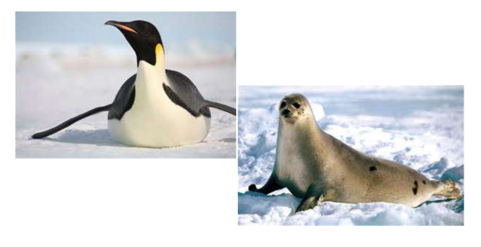 penguins and seals don't come from the same ancestor but the environment has allowed them to become more similar
