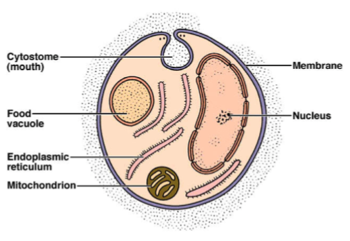 <p>kingdoms: animals; fungi; protista (algae and <strong>protozoa</strong>)</p><p>single celled, animal like</p><p>examples: amoebae, cilitates, flagellates, sporozoans</p><p>structure: cytoplasmic membrane, cytoplasm, usually w flagellum</p>