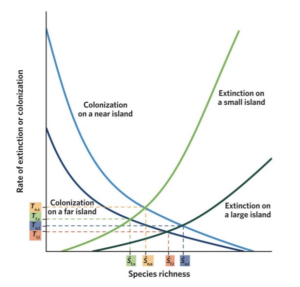 <ul><li><p>The equilibrium number of species on an island occurs where immigration and extinction rates balance exactly.</p><ul><li><p>Look at combinations (for example, colonization on near island that is large), look where two curves intersect = that gives me largest number of species</p></li><li><p>Small island on far : smaller species richness</p></li></ul></li><li><p>The model predicts that species richness will be highest on large islands near to the mainland, and smallest on small islands far from the mainland</p></li></ul><p></p>