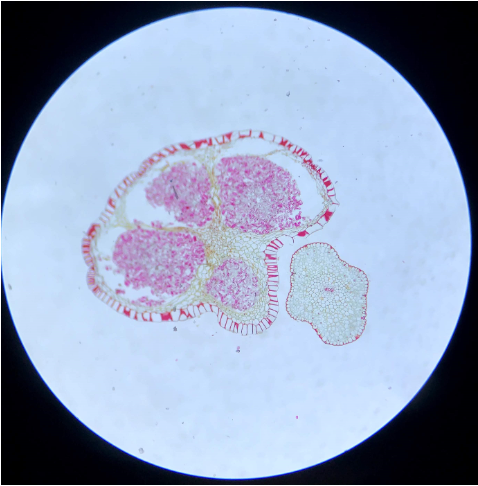 <p>Identify</p>