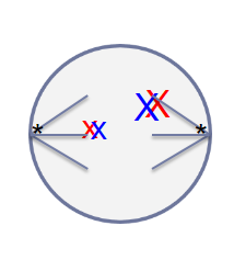 <p>An organism has a 2N = 4. Is this cell undergoing Mitosis or Meiosis? What stage is it at?</p>