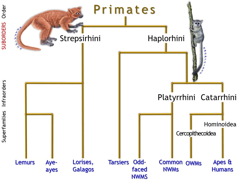 <p>Even though Eocene primates are&nbsp;the oldest-known in the fossil record, they have already diverged into two distinct taxonomic groups: <strong>Adapidae </strong>&amp; <strong>Omomyidae</strong></p>