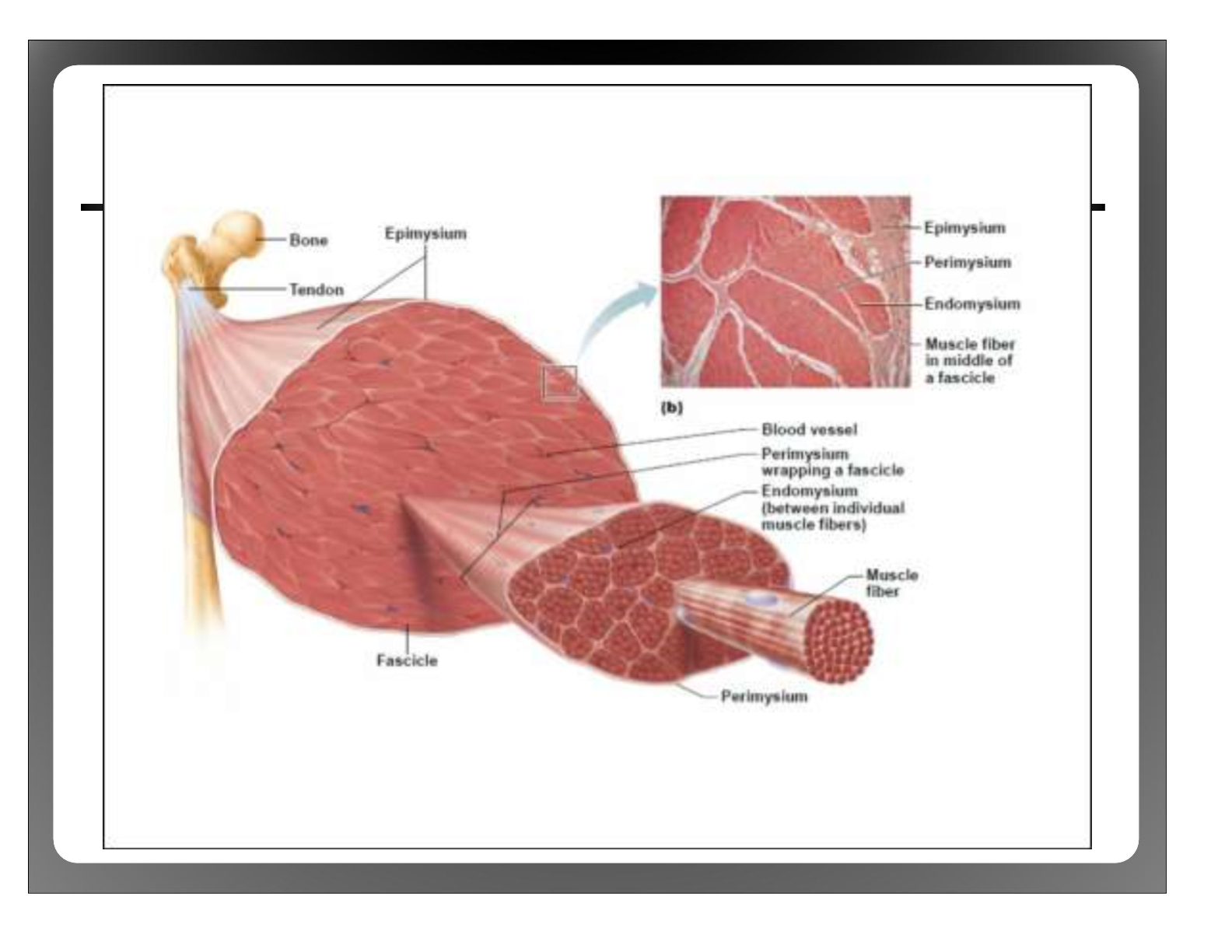 <p>Surrounded by perimysium</p><p>Made up of muscle fibers</p>