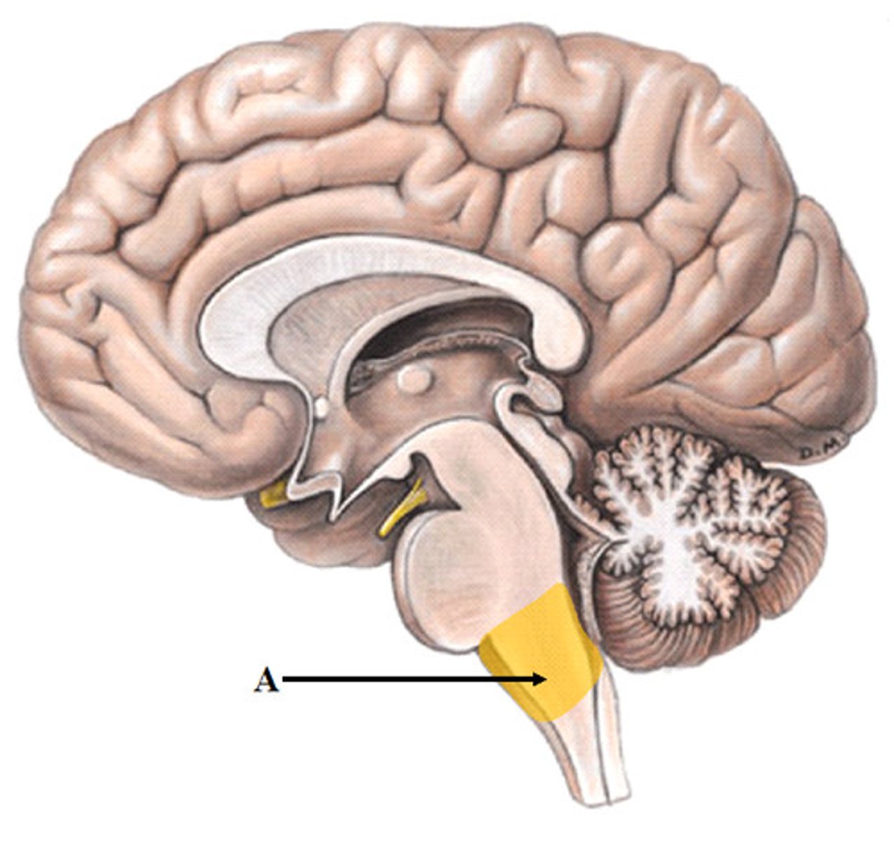 <p>An extension of the spinal cord into the skull that coordinates heart rate, circulation, swallowing, and respiration. Contains the reticular activating system (RAS) (sleep cycle and alertness).</p>