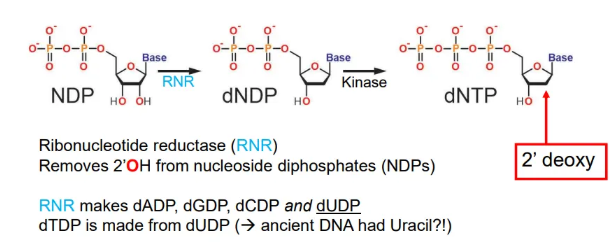 <ul><li><p>nucleoside diphosphates (NDPs) are converted into deoxynucleoside triphosphates (dNTPs) by ribonucleotide reductase (RNR), which removes the 2’OH, and kinase enzymes which add a third phosphate group</p></li></ul><p></p>