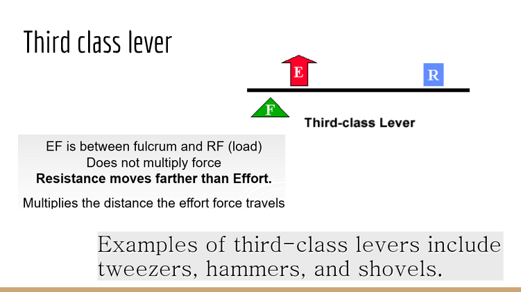 <p>fulcrum is at the far end</p><p>effort force in the moddle</p><p>resistance/load at the opposite far end</p>