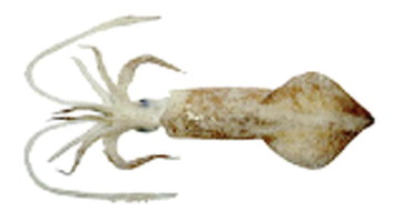 <p>Identify the phylum, class, and genus of this animal</p>