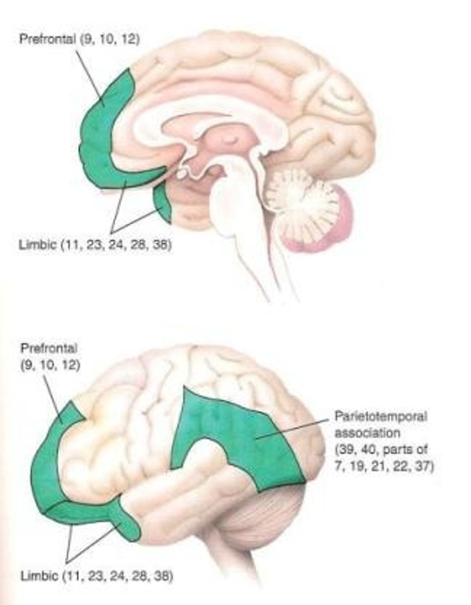 <p>self-awareness and executive functions (deciding on a goal, planning how to accomplish, executing the plan, and monitoring execution)</p>