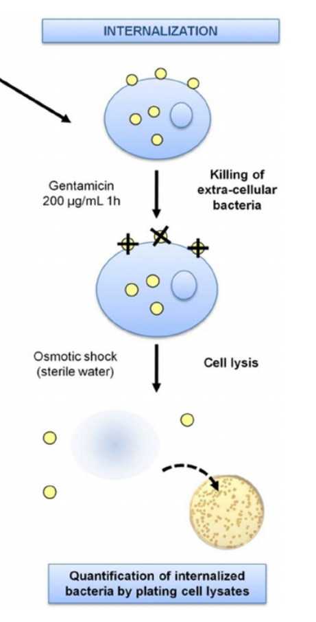 <p><strong><u>True</u> or false</strong></p><p>Internalization can be measured using a gentamicn assay to measure the number of CFU in cell lysates following wash.</p>