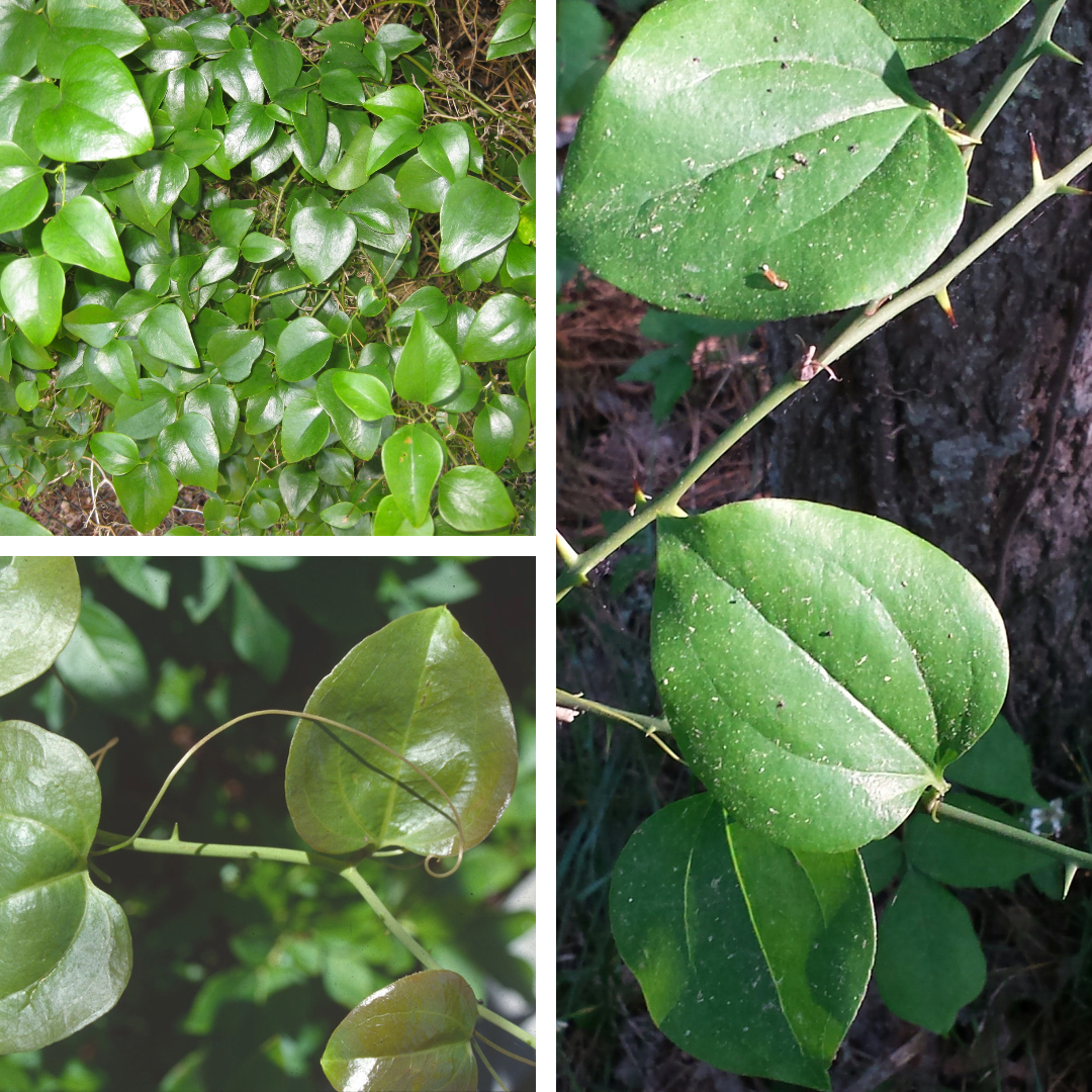 <p>Round-leaved greenbriar</p><p>Woody vines, tendrils, rounded heart shaped leaves, prickles, green/white to blue berries</p>