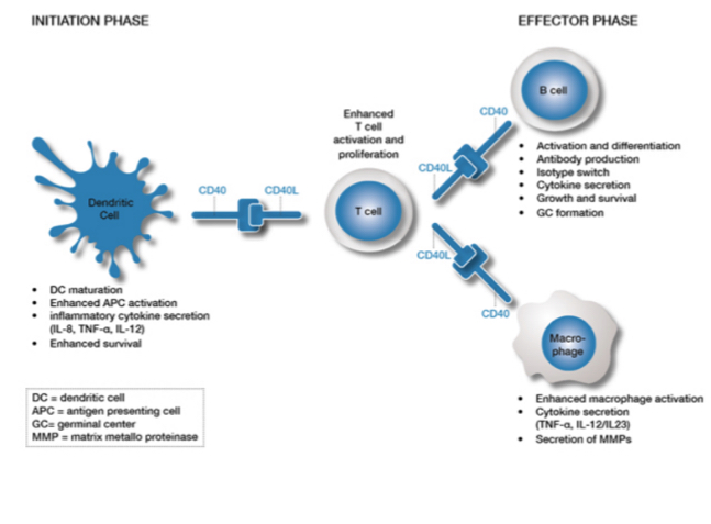 <p>What is CD40 and CD40L in T cell activation?</p>