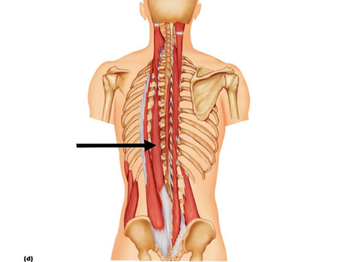 <p>The intermediate muscle of the erector spinae group that extends the spine and rotates the head.</p>