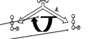 <ul><li><p class=""><strong>What happens?</strong> The 6-carbon sugar <strong>splits in half</strong> into two 3-carbon sugars.</p></li><li><p class=""><strong>Why?</strong> You can’t use glucose’s energy until it's in small chunks.</p></li><li><p class=""><strong>Visual:</strong> You’ll see one big molecule become two.</p></li></ul><p class=""><strong>Analogy:</strong> Like cutting a sub sandwich in half to share.</p>