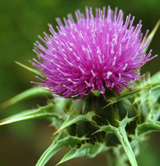 <p>Thistle inflorescence.</p>