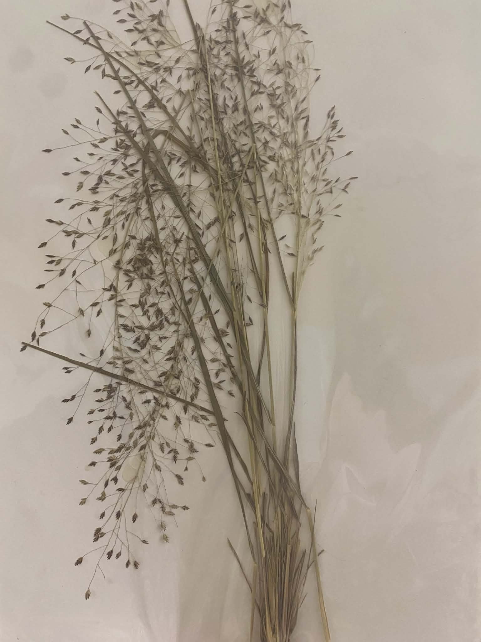 <p>Eragrosteae, P, N, Eragrostis trichodes, Sand Lovegrass</p>