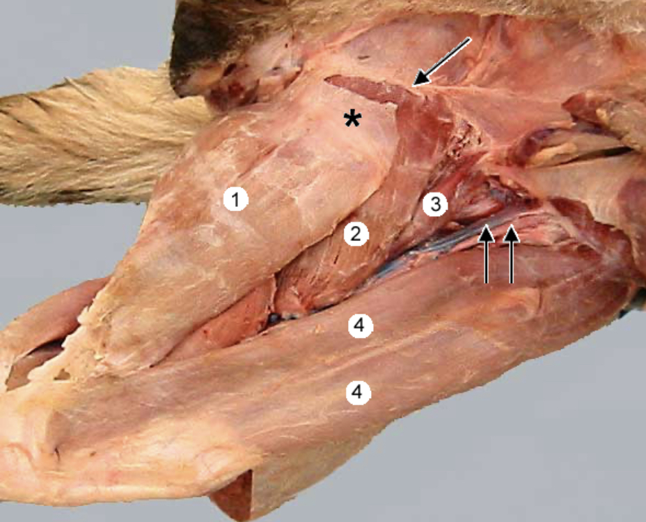 <p>Between double arrows and 3</p>