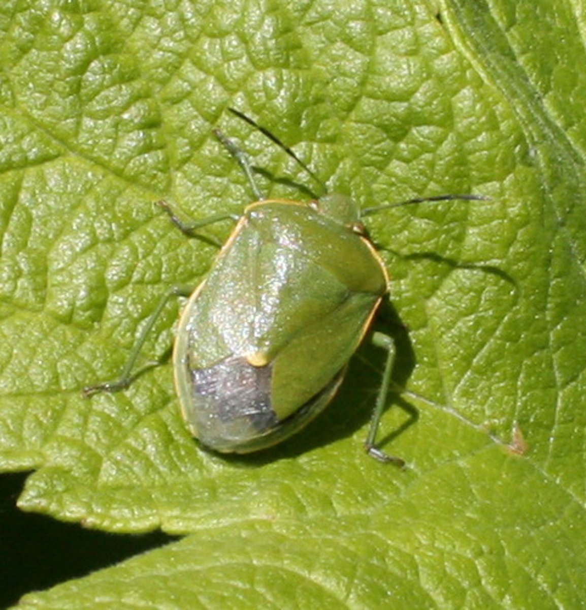 <p>True Bug</p>