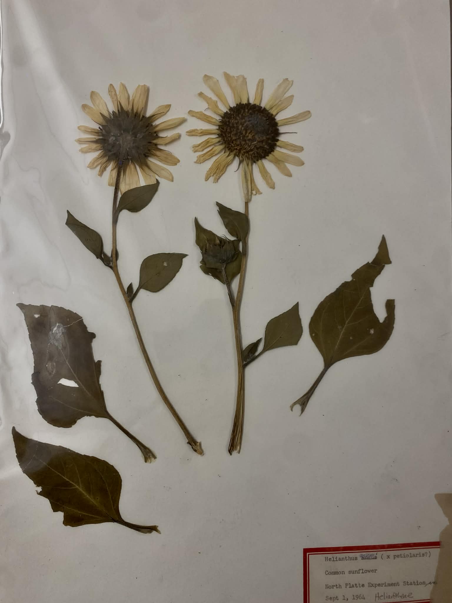 <p>Heliantheae, A, N, Helianthus annuus, common sunflower</p>