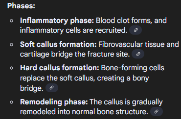 <p>following a fracture, bone forms a callus to stabilize the broken bone site during healing process. initially soft and pliable, gradually hardens and eventually replaced by normal bone</p>