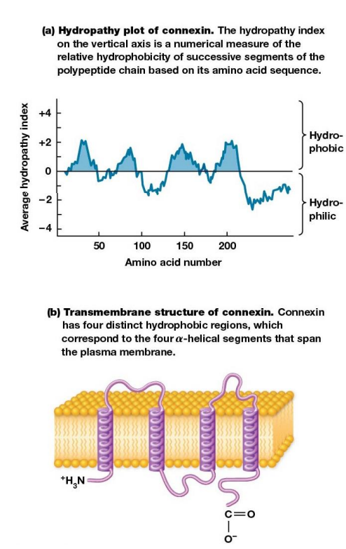 <ul><li><p>used to determine the # and location of transmembrane segments in a membrane protein which can be inferred if the protein sequence is known.&nbsp;</p></li><li><p>Calculate a <strong>hydropathy index</strong> for successive “windows” along the protein</p></li></ul><p></p>