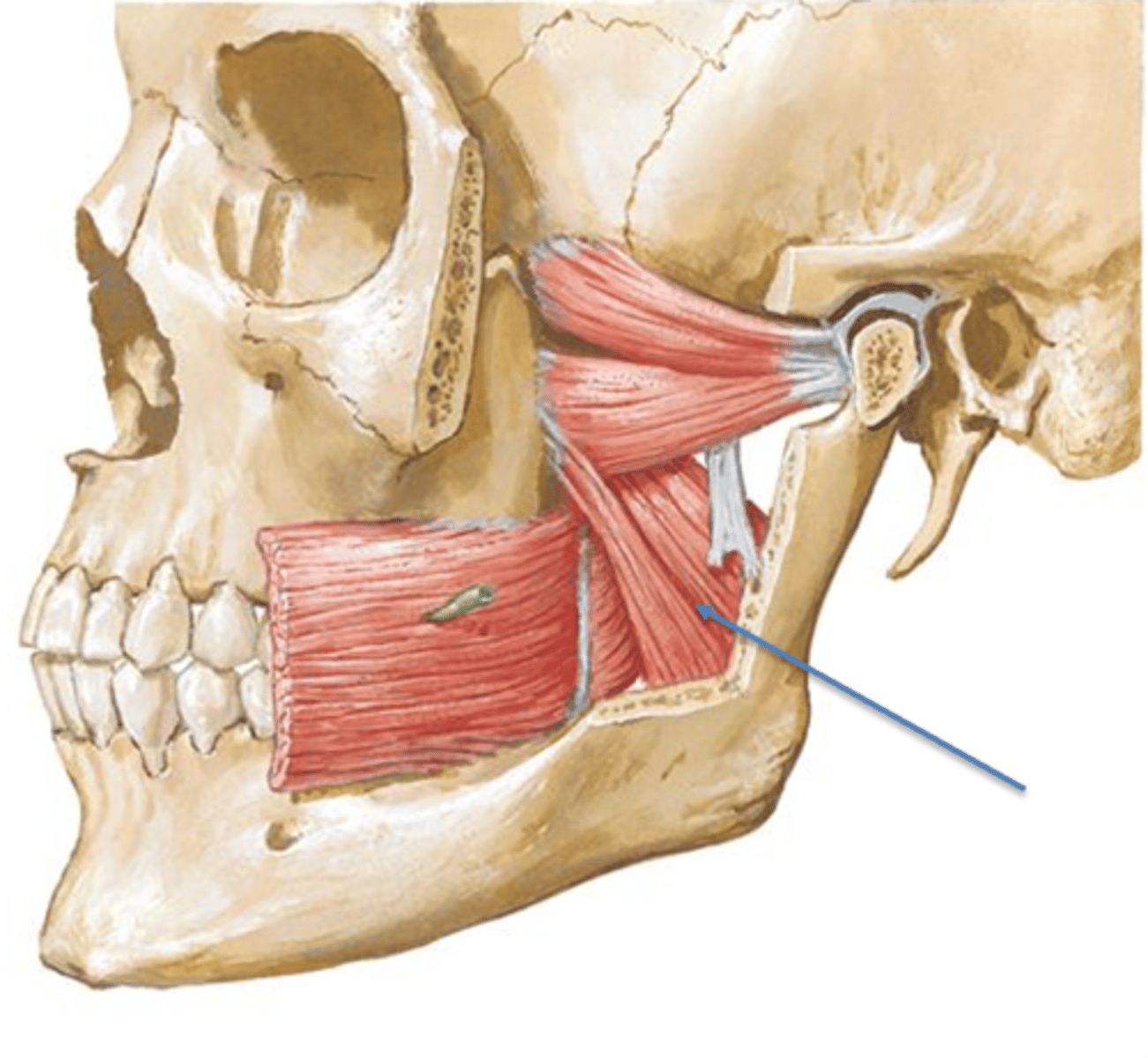 <p>Elevation of mandible during jaw closing </p>