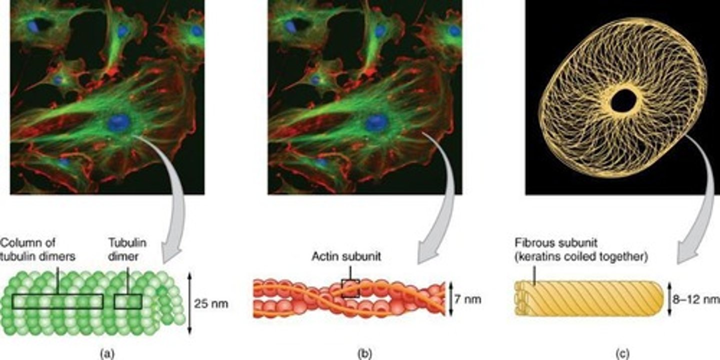<p>Microtubules, microfilaments, and intermediate filaments.</p>