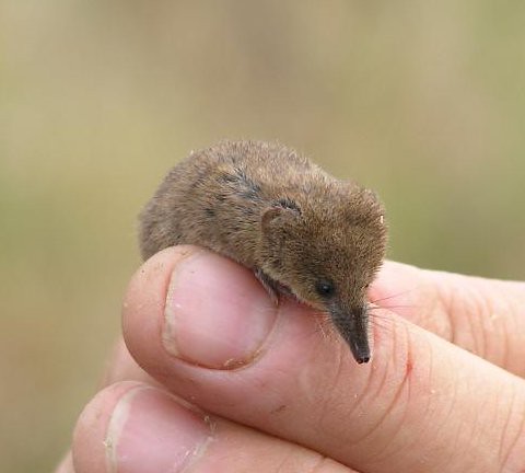 <p>American pygmy shrew</p>