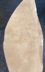<p>What genus caused the holes in this cattle hide?</p>