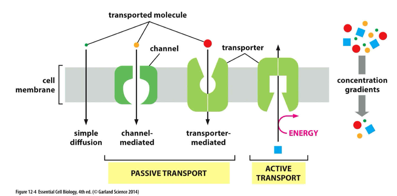 <p>Transporters and channels.</p><p><u>Transporters</u></p><ul><li><p>Transfer only those molecules or ions that fit into specific binding sites </p></li><li><p>Great specificity- often just one type of molecule </p></li><li><p><strong>Conformational change</strong></p></li></ul><p><u>Channels</u></p><ul><li><p>Mainly on the basis of size and electric charge </p></li><li><p>Molecule or ion that is small enough and carries the appropriate charge can pass through without conformational change </p></li><li><p>Selectivity and the rapid transport of ions</p></li></ul>