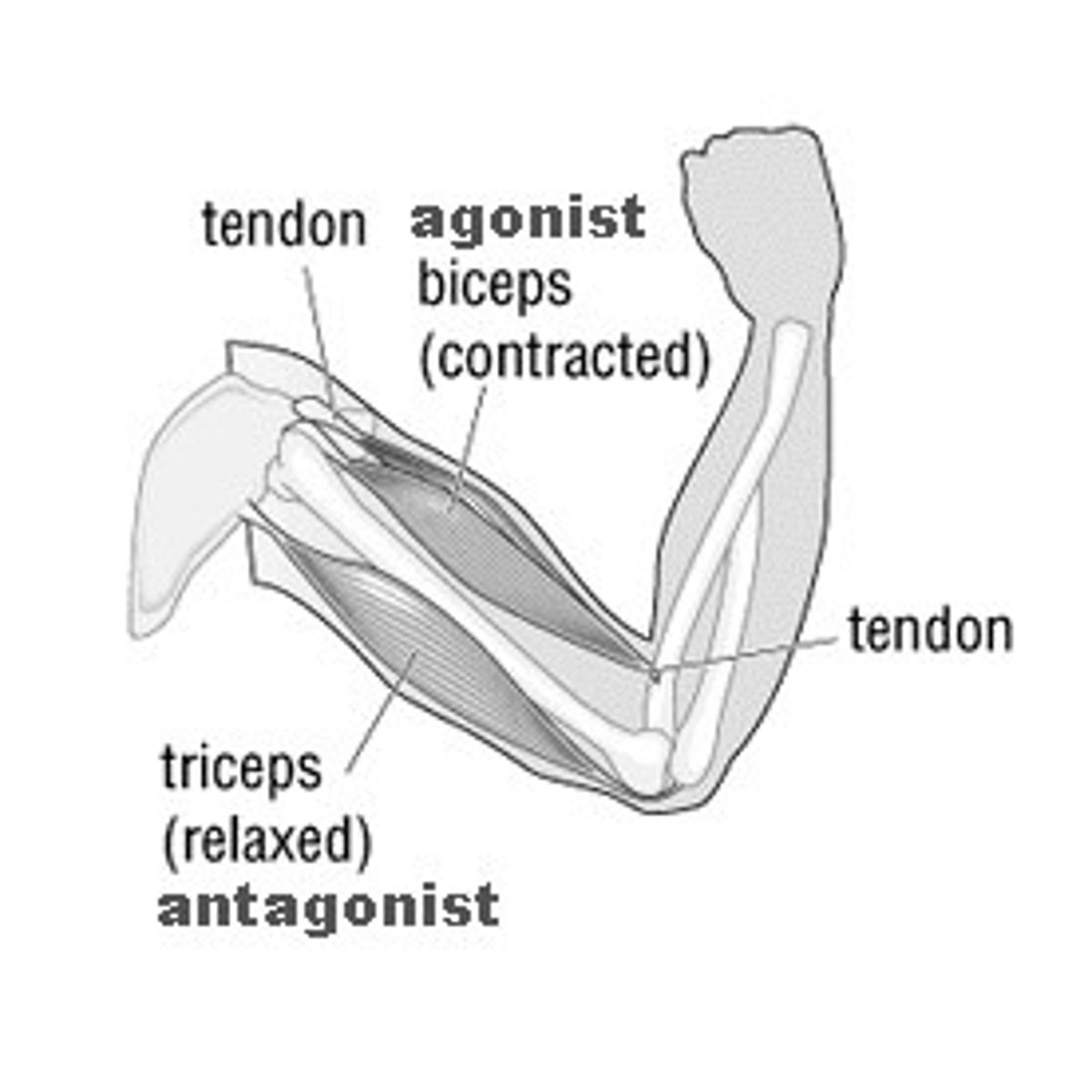 <p>Allows movement in opposite direction from muscle</p>