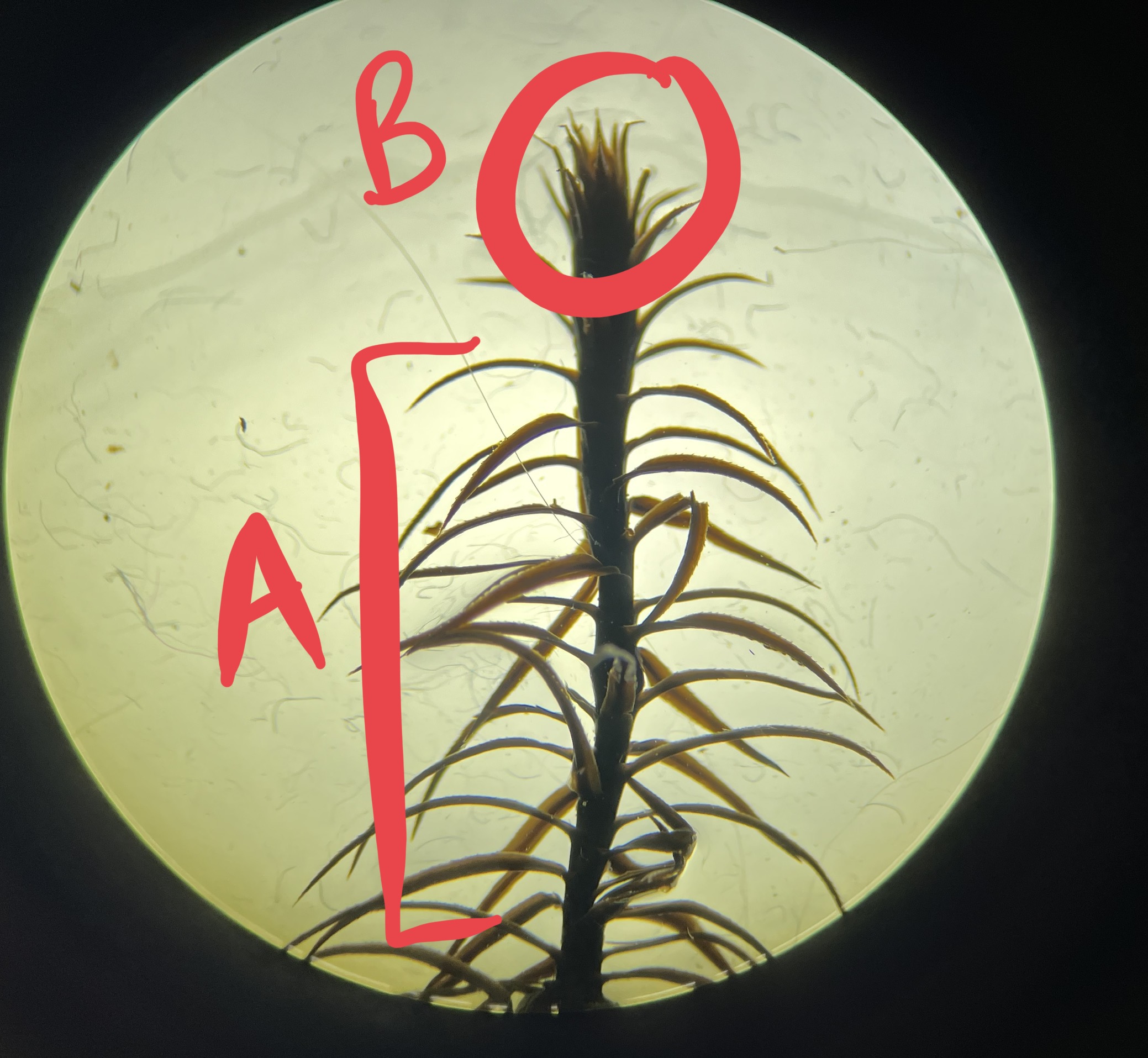 <ul><li><p>which organism is this?</p></li><li><p>is the plant body gametophyte or sporophyte?</p></li><li><p>which part is photosynthetic?</p></li><li><p>label</p></li></ul>