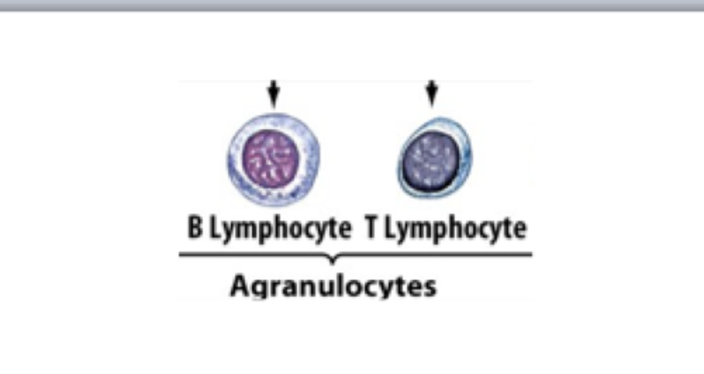 <p>1. T lymphocytes (T cells) act against virus-infected cells and tumor cells</p><p>2. B lymphocytes (B cells) give rise to plasma cells, which produce antibodies</p>
