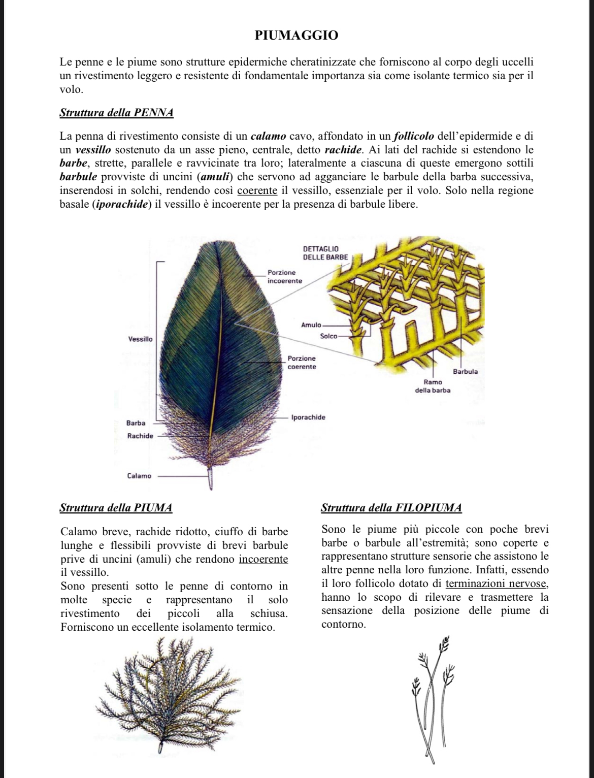 <p>Base di penna di pavone</p><p>Rachide ricoperto di barbule senza uncini (aspetto piumoso)</p>