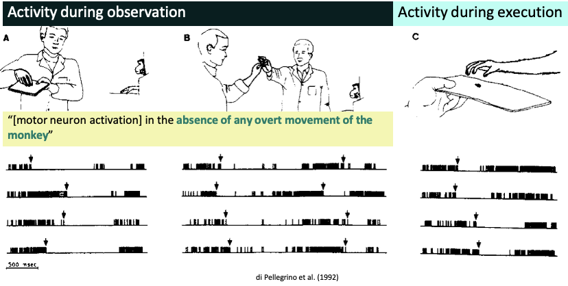 <p>When the monkey was still and just observing there was firing from the same motor neurons which overtime was termed MNs</p><p></p><p><mark data-color="yellow" style="background-color: yellow; color: inherit;">mirror neurons: </mark>newly discovered set of F5 neurons ('mirror neurons') all of which became active both when the monkey performed a given action and when it observed a similar action performed by the experimenter</p><ul><li><p><span><span>Action observation-execution neural overlap</span></span></p></li><li><p><span><em><span>How might this neural mechanism support empathic understanding?</span></em></span></p><ul><li><p><span><span>Useful for perspective taking because your neurons are firing while seeing someone in emotional pain</span></span></p></li></ul></li></ul><p></p>