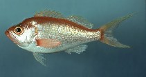 <p>reddish orange dorsal color and silver on sides and below</p><p>caudal fin deeply forked and yellowish lobes</p><p>pectoral fin pinkish</p><p>eyes are large</p><p>short oblique mouth</p>