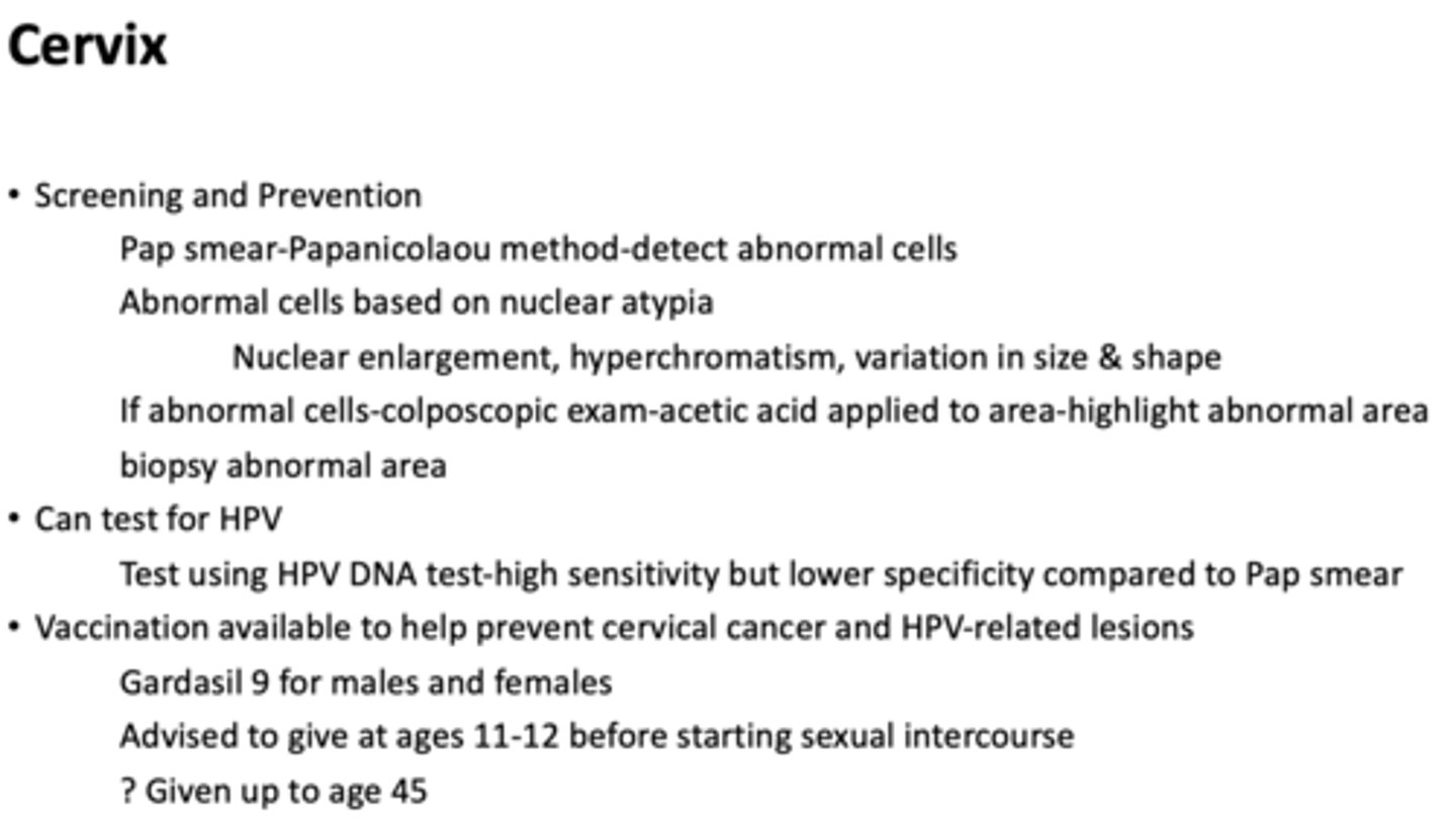 <p>Pap smear</p>