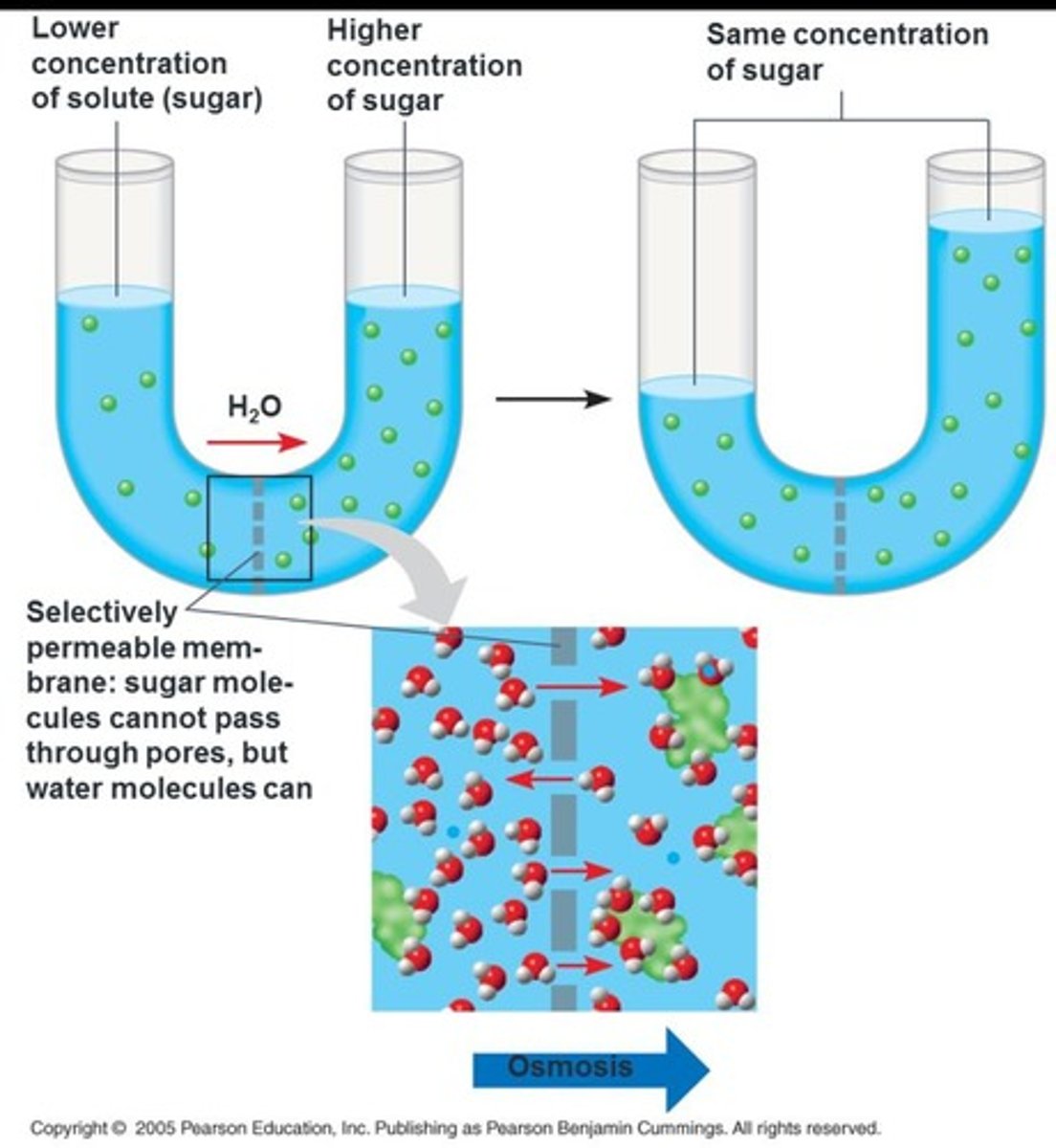<p>the diffusion of water across a selectively permeable membrane</p>