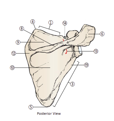 <p>19</p>