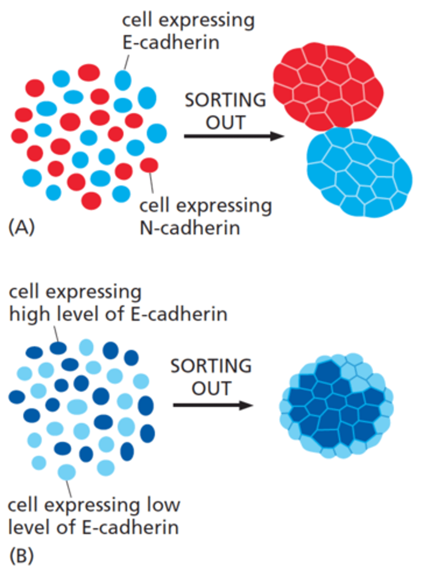 <p>important for cadherin-dependent cell sorting</p>