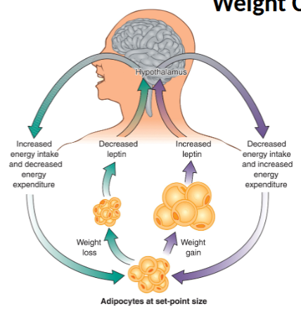<ul><li><p>the human body has evolved to maintain survival when food was scarce and store energy efficiently in times of plenty</p></li><li><p>adipose cells have an average lifespan of around 9.5 years</p></li><li><p>leptin is a critical regulator of energy intake and expedenture</p><ul><li><p>serves as an indicator of energy stores</p></li></ul></li><li><p>however, leptin’s impact on energy intake can make weight management difficult</p></li><li><p>as energy stores are depleted, metabolic changes occur to stretch remaining stores as long as possible (“ecomode”)</p><ul><li><p>BMR decreases</p></li><li><p>activity decreases</p></li><li><p>leptin decreases → increases hunger (increase food intake)</p></li></ul></li><li><p>these factors make it easier to regain a positive energy balance, allowing adipose cells to refill</p></li><li><p>these factors also explain why calorie restriction alone is not a reliable weight management strategy</p></li></ul><p></p>