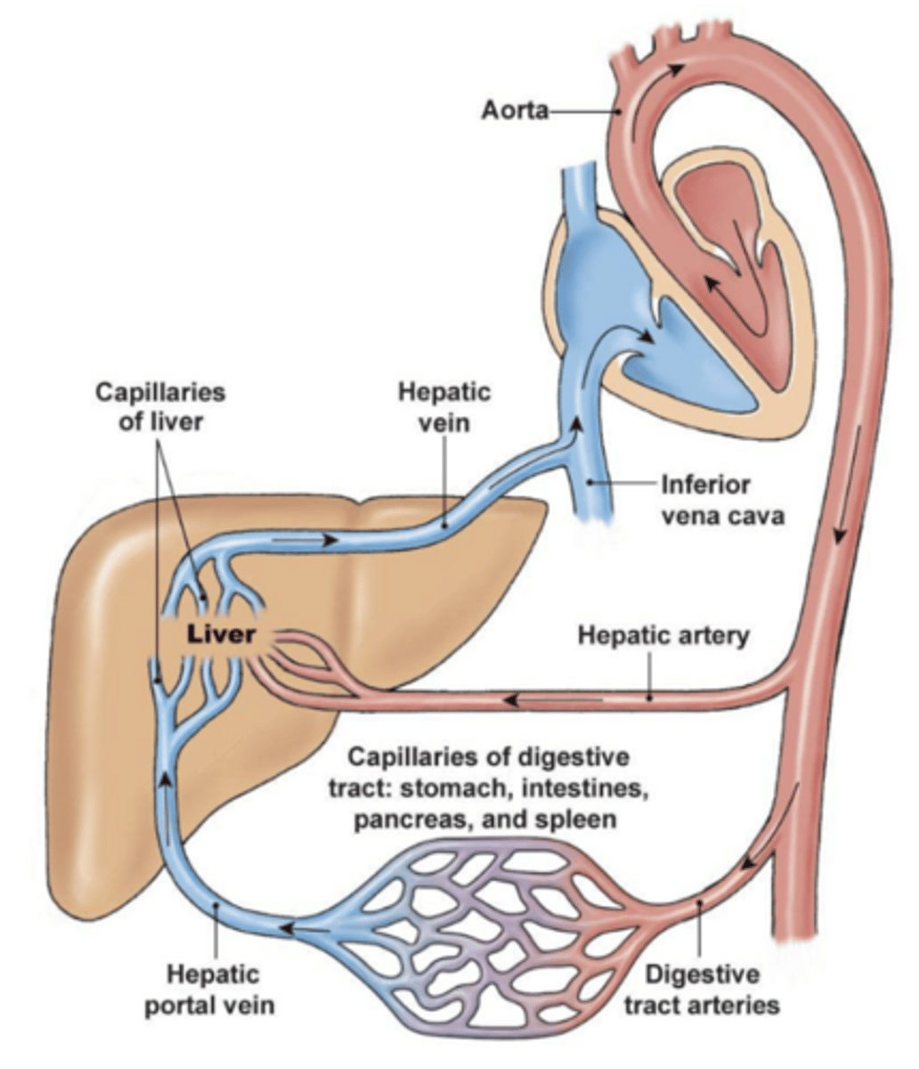 <p>how does blood enter and leave the liver?</p>