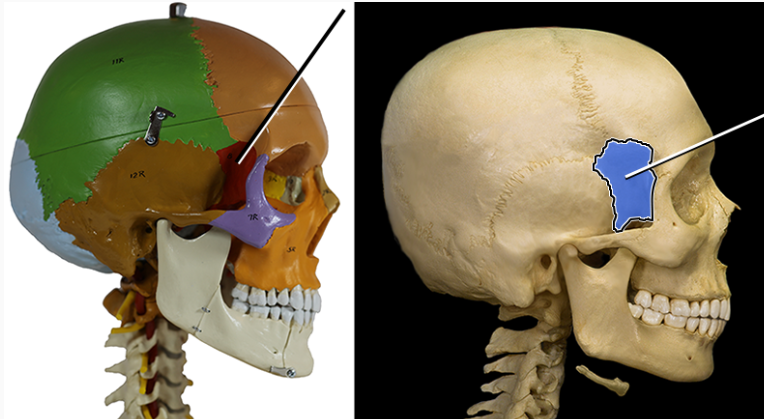 <p>wedge-shaped bone at the base of the skull. help form the cranium</p>