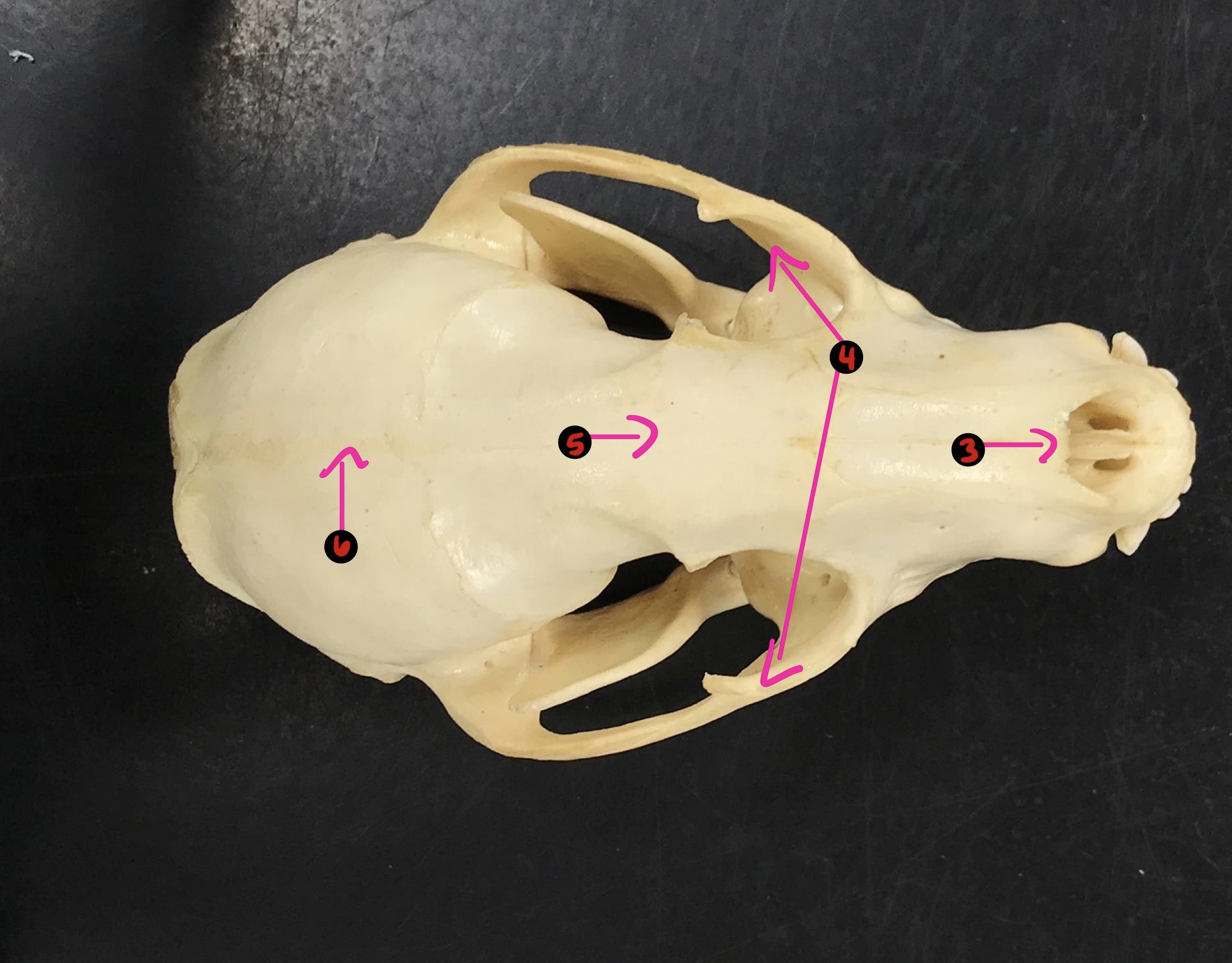 <p>Racoon skull- 5</p>