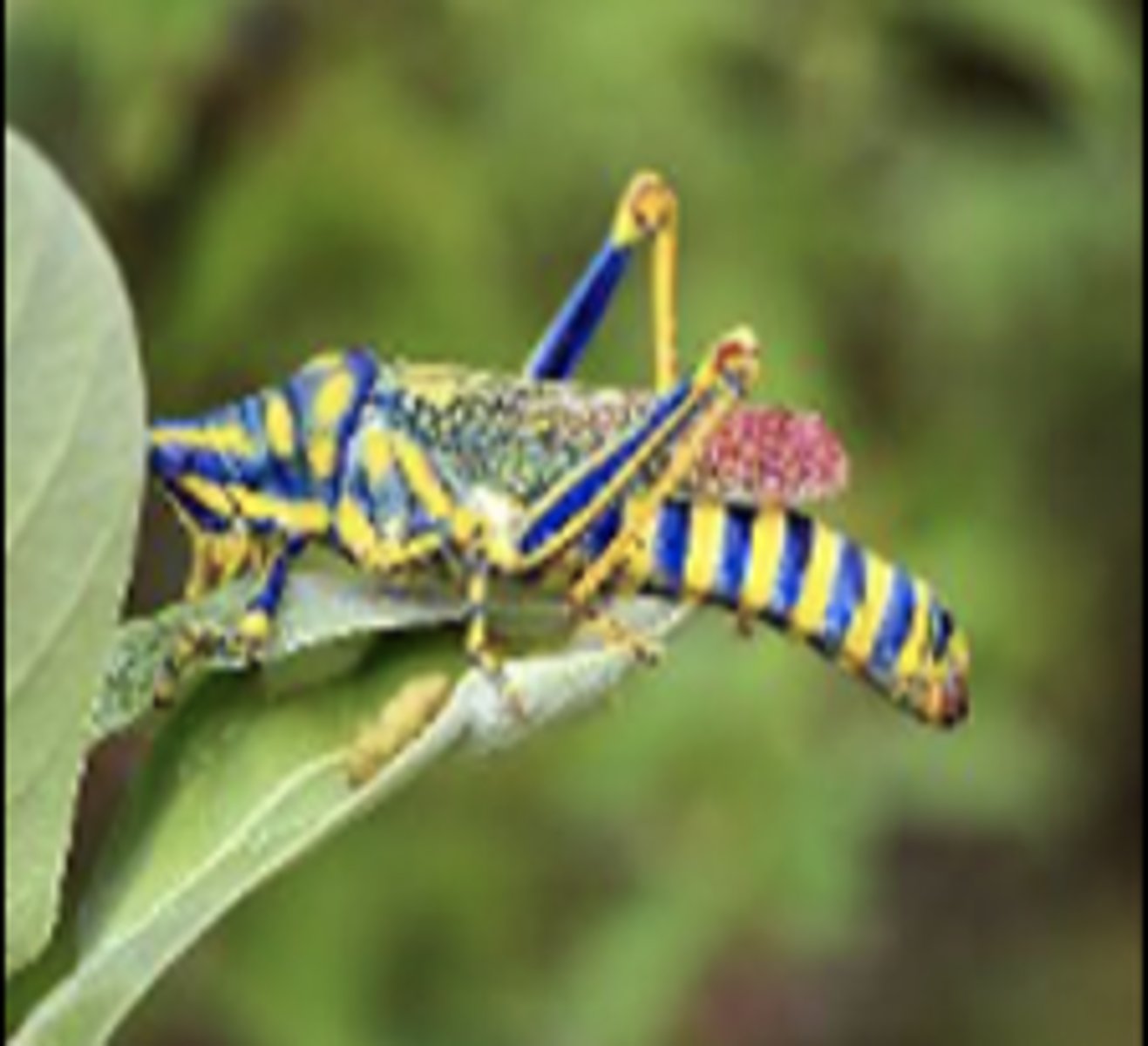 <p>What class does this organism belong to?</p>