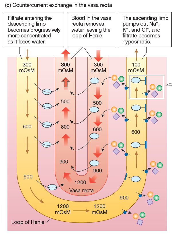 *diagram explanation*