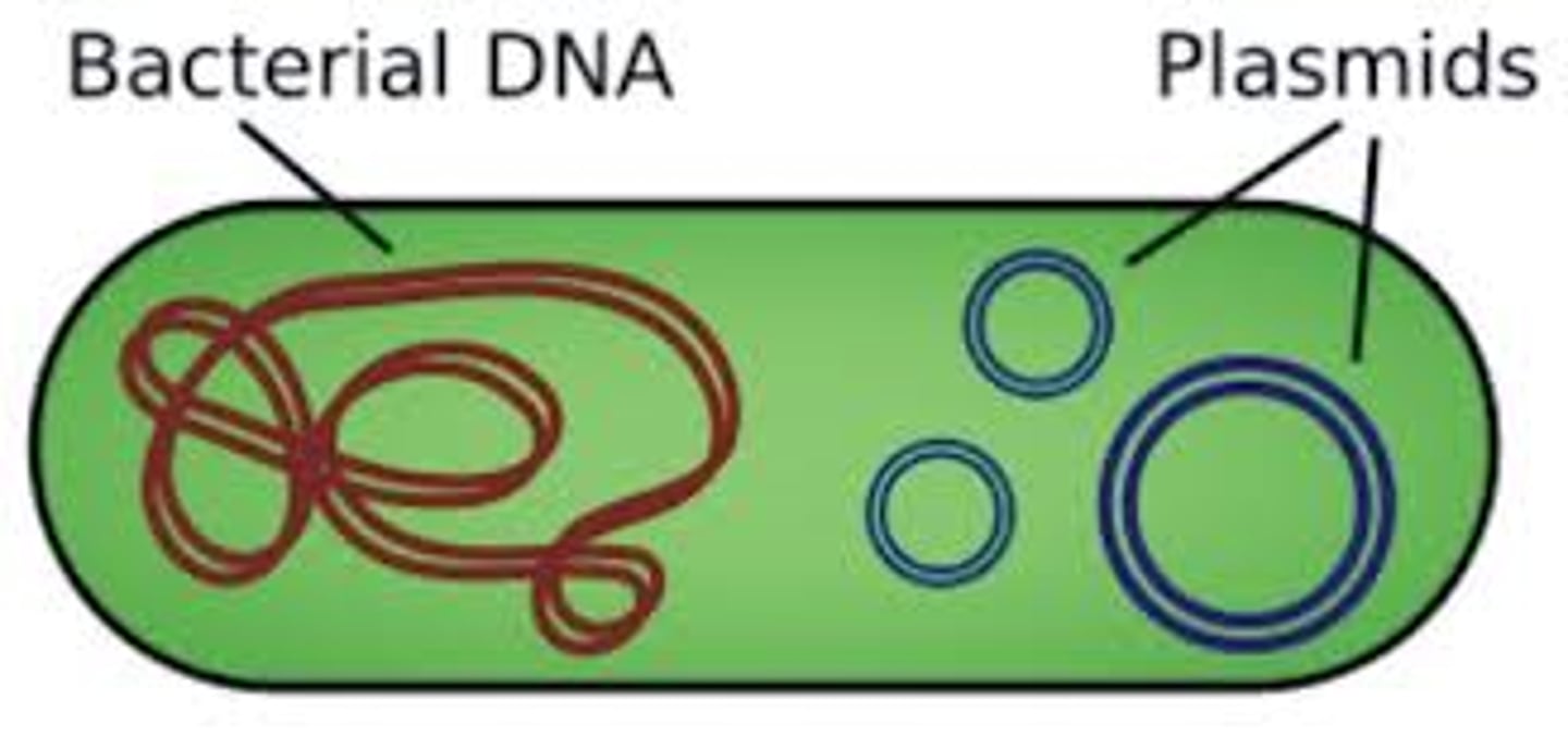 <p>Located "floating" in the cytoplasm; called a nucleoid; found in a loop</p>
