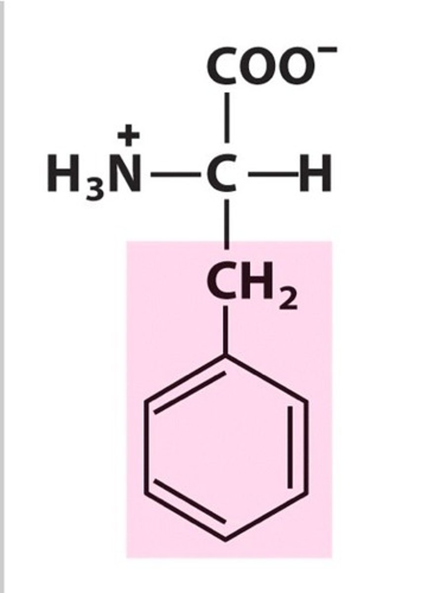 <p>Utilization of Vitamin C</p><p>Converted into thyroxine (Tyr, T)</p><p>When people lack an enzyme to convert this into thyroxine, it undergoes an alternative metabolic pathway producing phenylpyruvic acid</p>