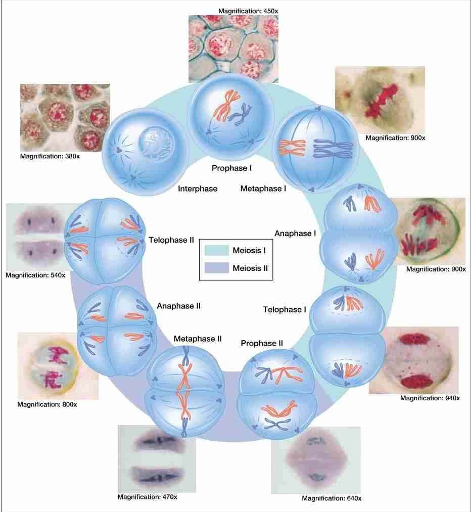 <p>In meiosis I</p><ul><li><p>Prophase I</p></li><li><p>Metaphase I</p></li><li><p>Anaphase I</p></li><li><p>Telophase I</p></li></ul><p>In meiosis II</p><ul><li><p>Prophase II</p></li><li><p>Metaphase II</p></li><li><p>Anaphase II</p></li><li><p>Telophase II</p></li></ul>